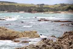 Sterna striata striata