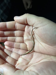 Syngnathidae