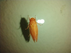 Gyponana gladia