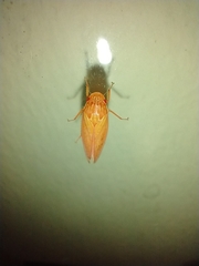 Gyponana gladia