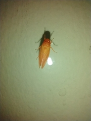 Gyponana gladia