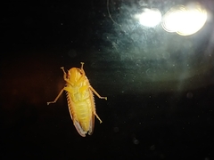 Gyponana gladia