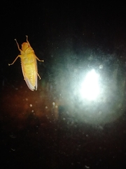 Gyponana gladia