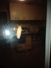 Gyponana gladia