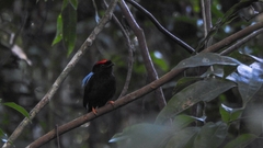 Chiroxiphia pareola