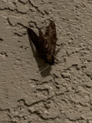 Agrius cingulata