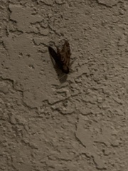 Agrius cingulata