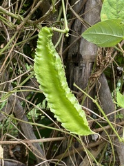 Psophocarpus tetragonolobus