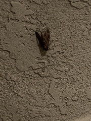 Agrius cingulata