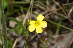 Oxalis perennans