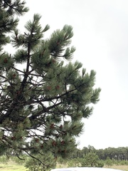 Pinus cooperi