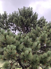 Pinus cooperi