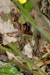 Oxalis perennans
