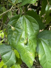 Erythropalum scandens