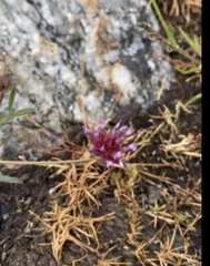 Trifolium willdenovii