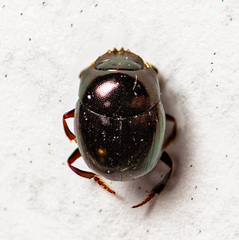 Pseudocanthon perplexus