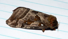 Sthenopis purpurascens