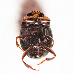 Pseudocanthon perplexus
