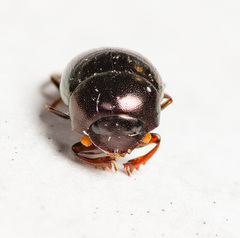 Pseudocanthon perplexus