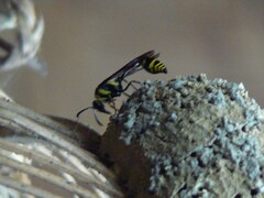 Phimenes flavopictus