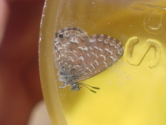 Theclinesthes sulpitius