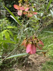 Heteropterys glabra