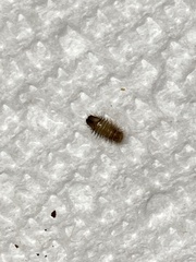 Dermestidae