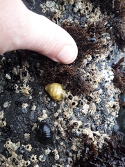 Nucella canaliculata