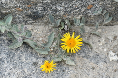 Inula
