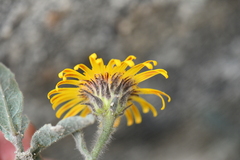 Inula