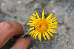 Inula
