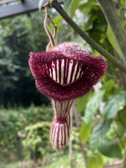 Aristolochia tongbiguanensis