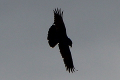 Nestor meridionalis septentrionalis