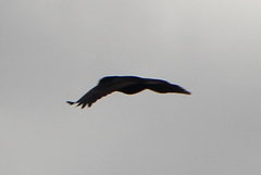 Nestor meridionalis septentrionalis