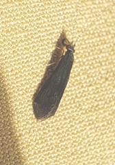 Mystacides sepulchralis