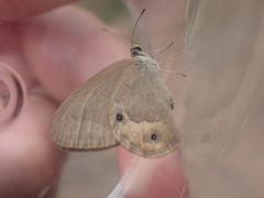 Hypocysta pseudirius