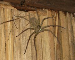 Heteropoda