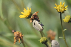 Hologymnetis cinerea