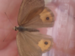 Hypocysta pseudirius