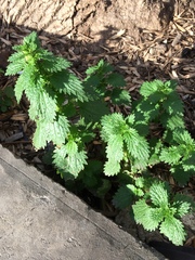 Urtica urens