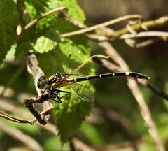 Austrogomphus prasinus