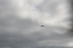 Nestor meridionalis septentrionalis