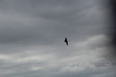 Nestor meridionalis septentrionalis