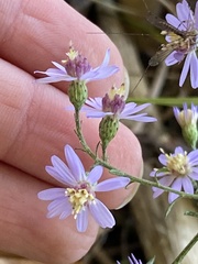 Symphyotrichum undulatum