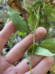 Symphyotrichum undulatum