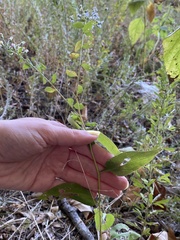 Symphyotrichum undulatum
