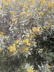Zaluzania