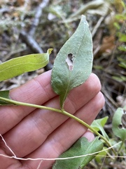 Symphyotrichum undulatum