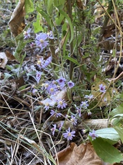 Symphyotrichum undulatum