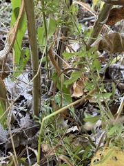 Symphyotrichum undulatum